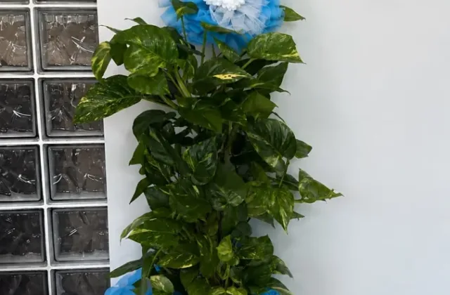 Pothos Saksı Bitkisi